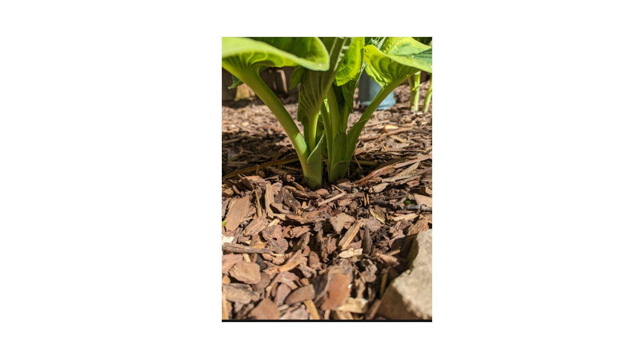 Mulch Acolchado Decorativo/ Saco 30 Litros